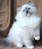 Ragdoll kittens Massachusetts